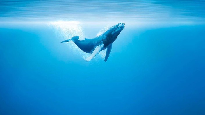 Oceans | Rotten Tomatoes