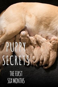 Puppy Secrets: The First Six Months: Season 1, Episode 2 | Rotten Tomatoes