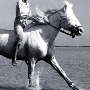 White Mane (1952) photo 10