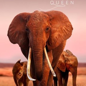 The Elephant Queen (2019) photo 17