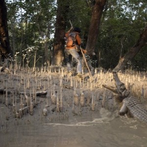 Roar: Tigers of the Sundarbans photo 6