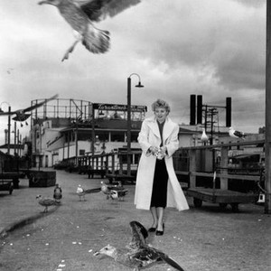 THE RAGING TIDE, Shelley Winters, taking time out from shooting to feed the seagulls around San Francisco's Fisherman's Wharf, 1951