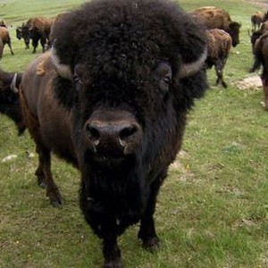 Survivors: Nature's Indestructible Creatures - Rotten Tomatoes