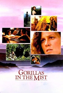 愛は霧のかなたに / Gorillas in the Mist
