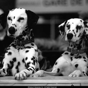 102 dalmatians trailer