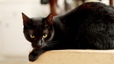 My cat from hell season 10 episode 10 outlet