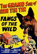 Fangs of the Wild poster image