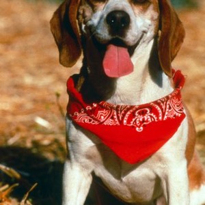 Rusty: The Great Rescue (1998) photo 2