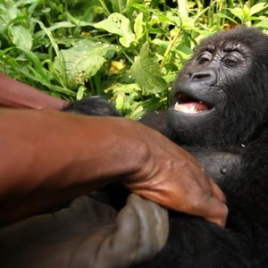 Virunga photo 15