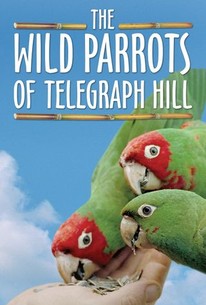 Watch trailer for The Wild Parrots of Telegraph Hill