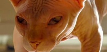 My cat from hell discount season 2 episode 6