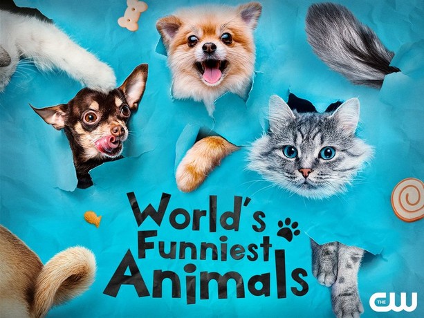 Funniest animals best of 2021 shop funny animal videos