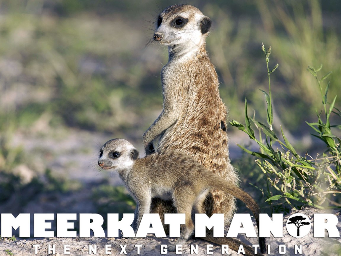 meerkat manor wallpaper