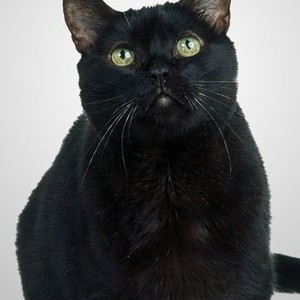 Salem the cat is voiced by Nick Bakay