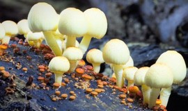 Fantastic Fungi: Trailer 1 photo 1