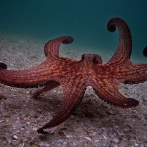 "My Octopus Teacher photo 6"