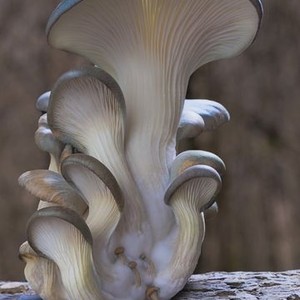 Fantastic Fungi (2019) photo 4
