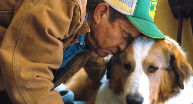 A dog's journey putlocker sales