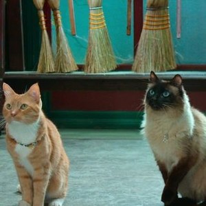 Scaredy Cats: Season 1, Episode 4 - Rotten Tomatoes