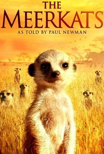 Watch trailer for The Meerkats