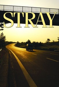 Watch trailer for Stray