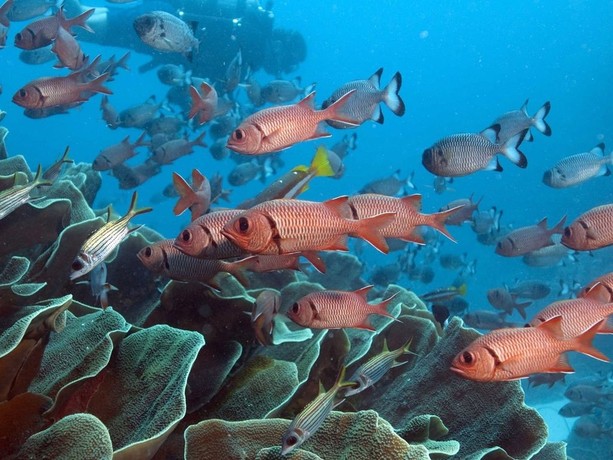 The Last Reef: Cities Beneath the Sea | Rotten Tomatoes