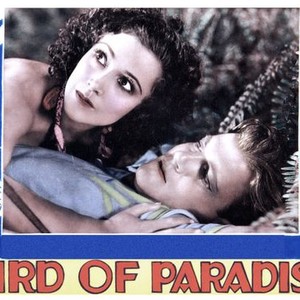 Bird of Paradise photo 3
