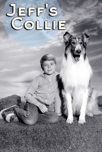 Watch trailer for Jeff's Collie