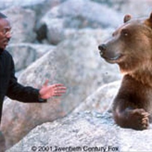 Dolittle (EDDIE MURPHY) discusses life in the wilderness with Archie the bear. photo 2