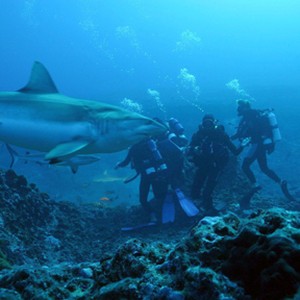 A scene from the film SHARKS 3D directed by Jean-Jacques Mantello.