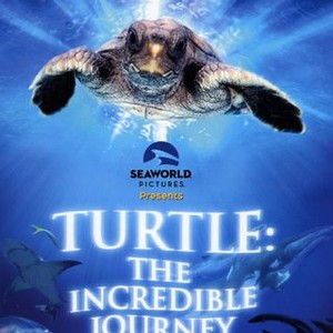 Turtle: The Incredible Journey (2009) photo 15