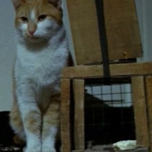 The Uncanny (1977) photo 7