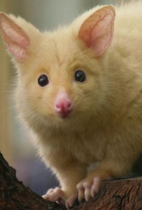 72 Cutest Animals: Season 1, Episode 6 - Rotten Tomatoes