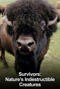 Survivors: Nature's Indestructible Creatures | Rotten Tomatoes