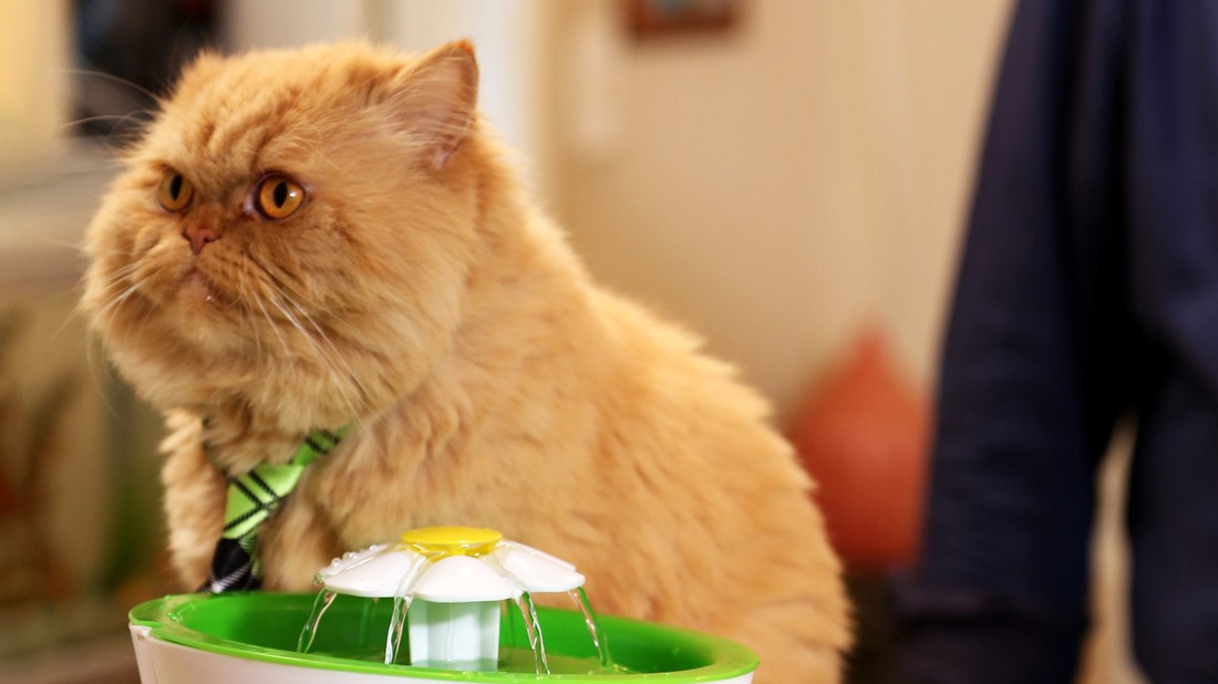 My cat from hell season 10 episode 10 hot sale