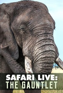 safari live season 7
