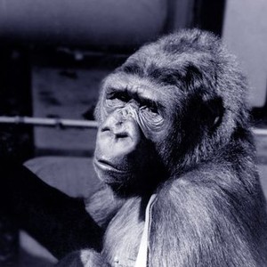 Koko: A Talking Gorilla (1978) photo 5