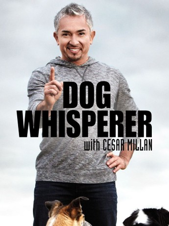Dog Whisperer: Season 1 | Rotten Tomatoes