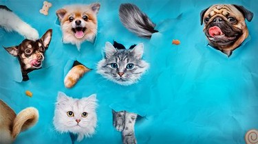 World's Funniest Animals: Season 1 | Rotten Tomatoes