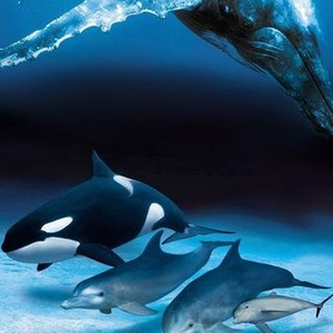 Dolphins and Whales: Tribes of the Ocean photo 12