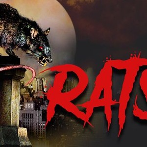 "Rats photo 5"