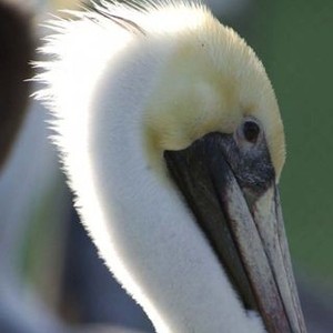 Pelican Dreams photo 17