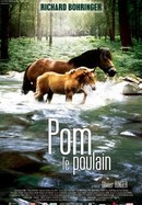 Pom le poulain poster image