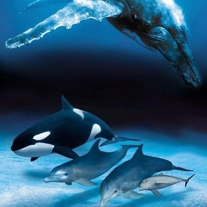 Dolphins and Whales: Tribes of the Ocean photo 11