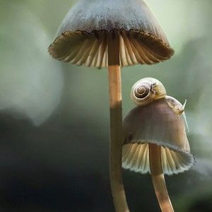 Fantastic Fungi photo 15