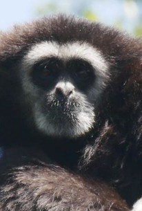 72 Dangerous Animals: Asia: Season 1, Episode 9 - Rotten Tomatoes 72 Dangerous Animals: Asia: Season 1, Episode 9 - Rotten Tomatoes