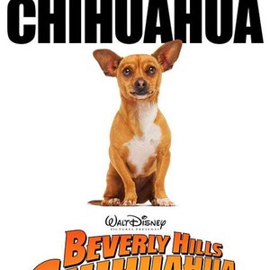 Beverly Hills Chihuahua photo 3