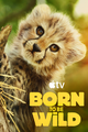 Born to be Wild