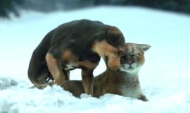 A Dog's Way Home: Official Clip - Fun in the Snow