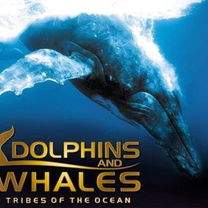 Dolphins and Whales: Tribes of the Ocean photo 9